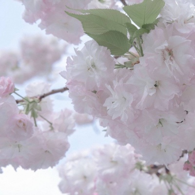 来凤FurryQQ群介绍